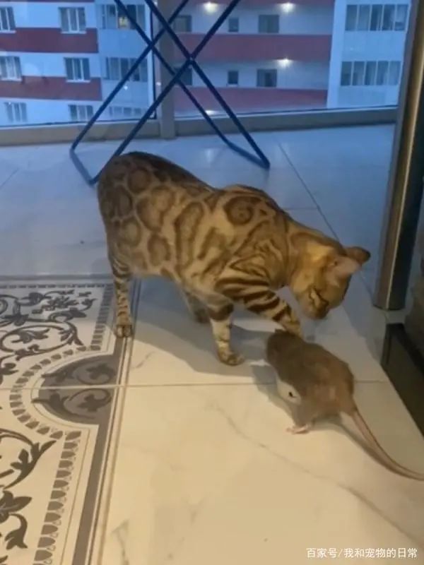 《鼠猫恋》(鼠猫)_鼠猫游戏_鼠猫的游戏
