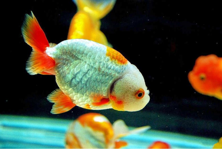 观赏鱼：色彩斑斓，姿态优雅