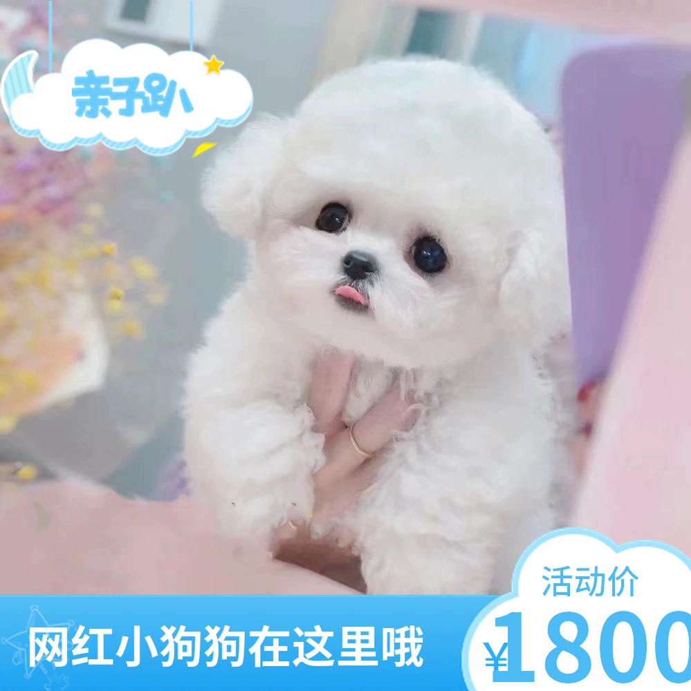 广州宠物狗店，让你的爱宠成为时尚焦点！