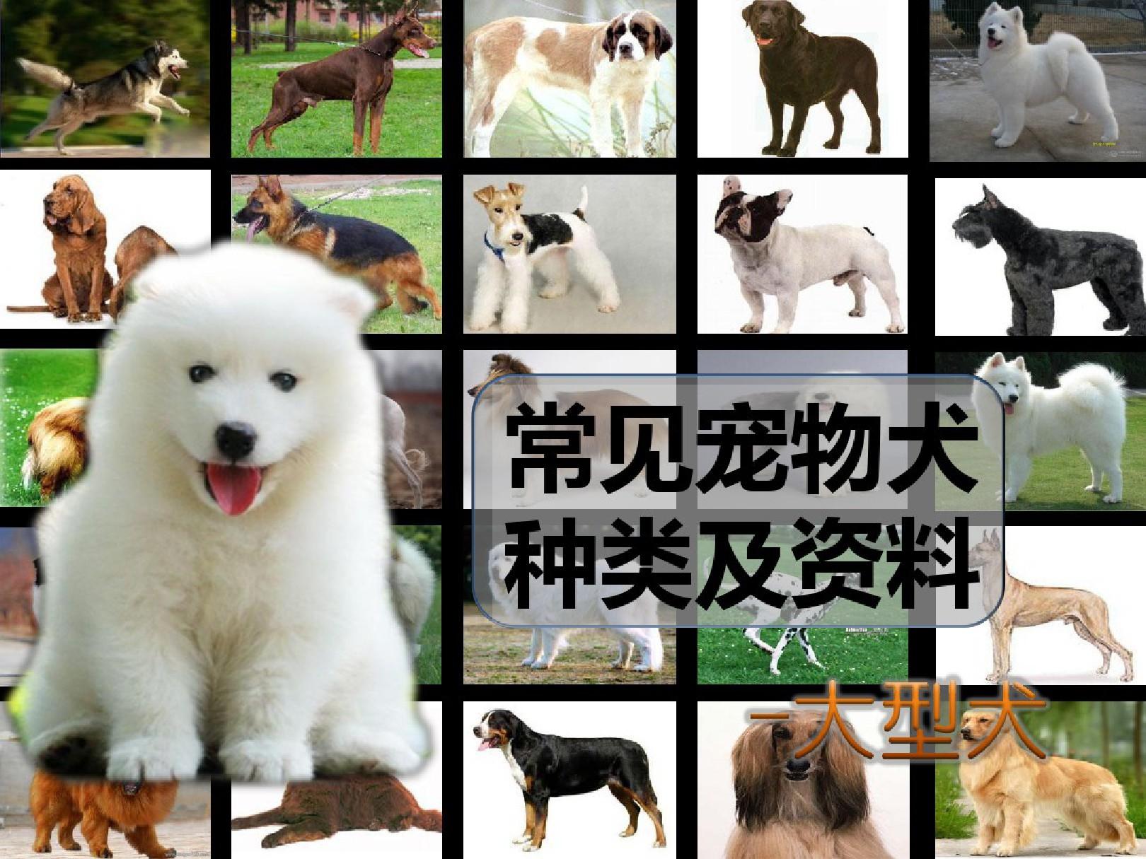 广州宠物狗专卖店_广州卖宠物狗的地方_专卖宠物狗广州店地址