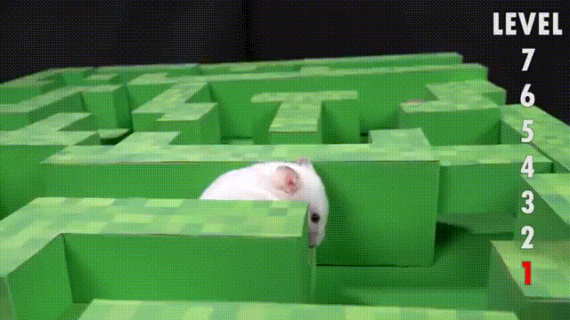 玩转仓鼠：游戏大全，让宠物生活更趣味！