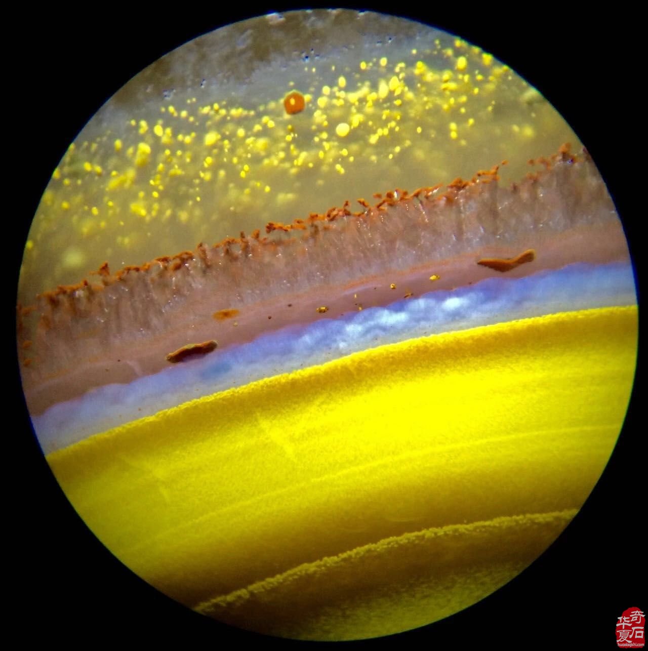 宝石显微镜的原理_红宝石显微镜 图_宝石显微镜的结构图