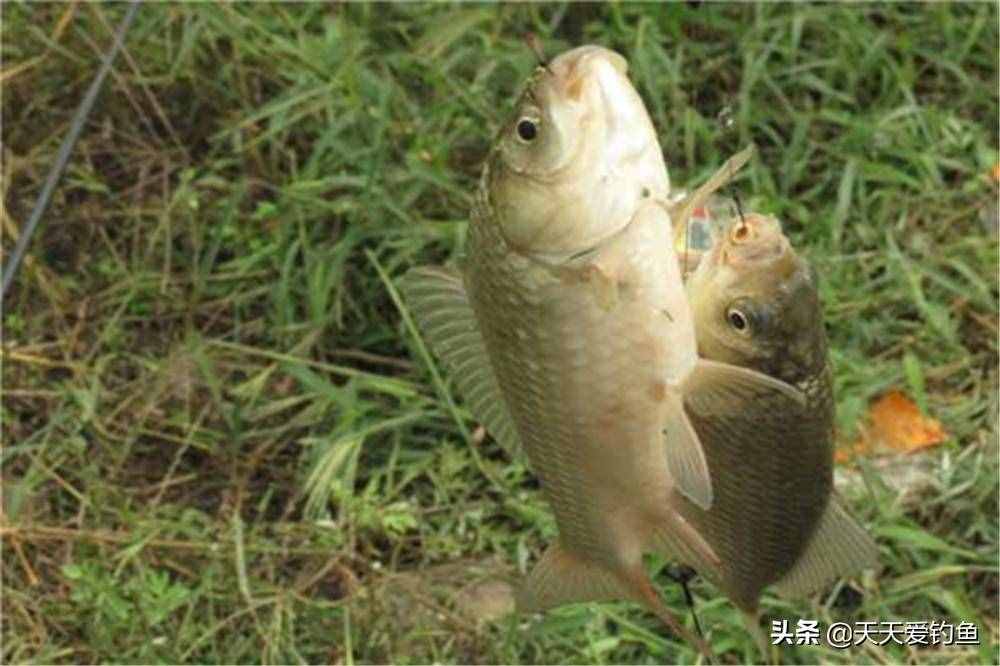 掌握正确技巧，玩转钓鱼游戏