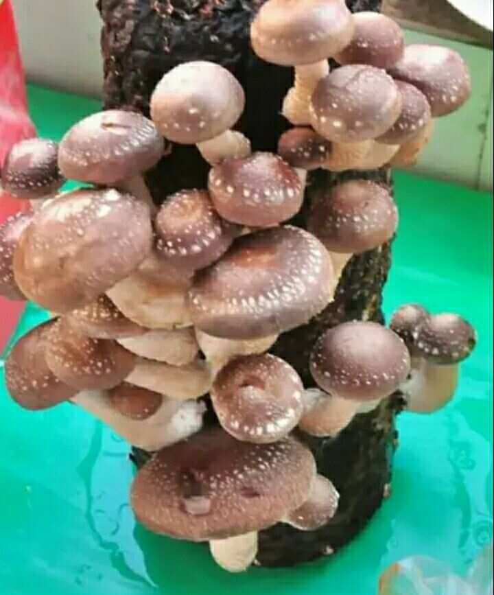 我的世界蘑菇怎么种_菇菇栽培世界中文版_蘑菇种植能赚钱吗