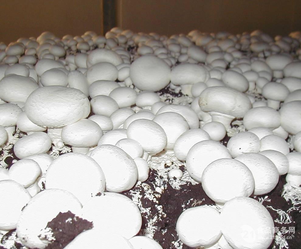 我的世界蘑菇怎么种_蘑菇种植能赚钱吗_菇菇栽培世界中文版