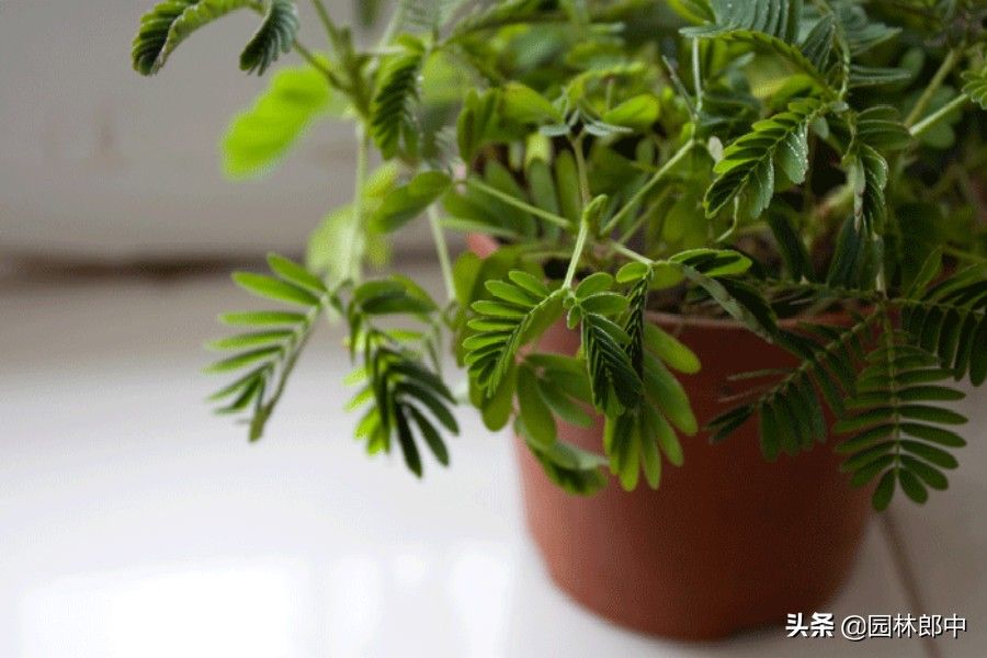 含羞草免费，绝对不骗人！