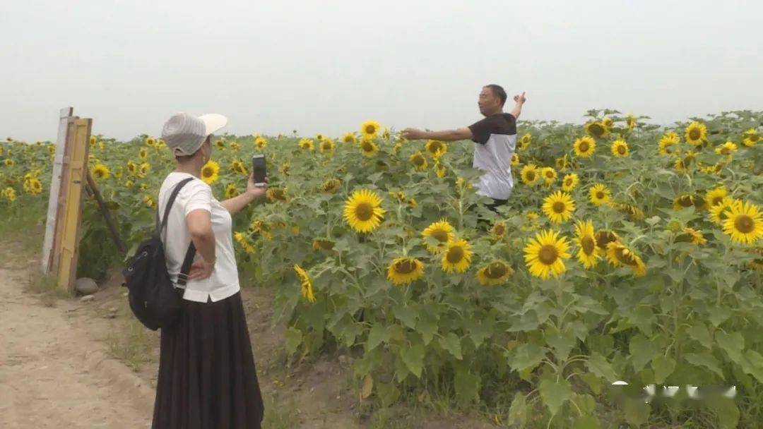 夏日独家推荐！向日葵视频导航，剧迷必备！
