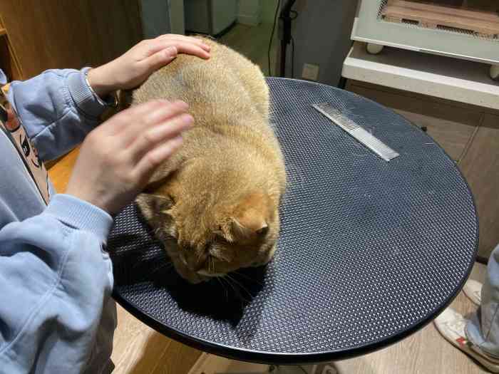 加菲猫动物医院_加菲猫宠物医院_加菲猫宠物医院中文版