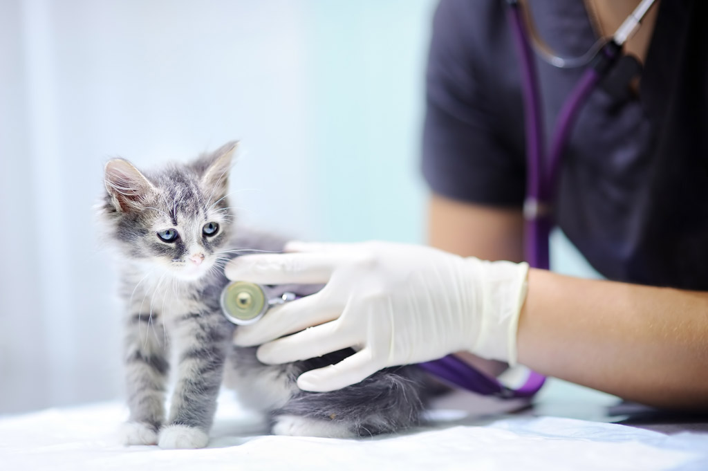加菲猫宠物医院_加菲猫宠物医院中文版_加菲猫动物医院
