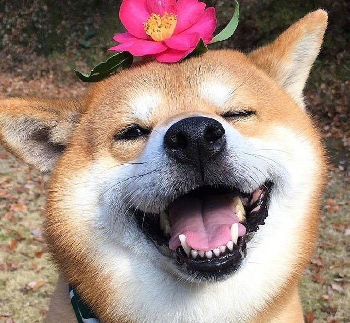 萌妹_萌鸡小队_好萌
