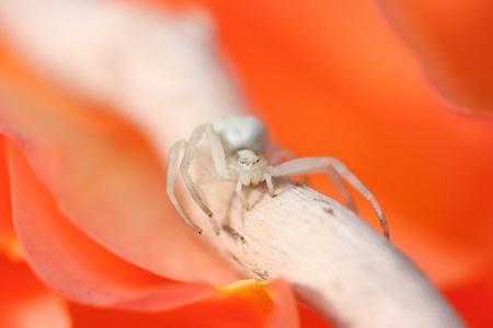 发酵蜘蛛眼：独特视感，思越木结构