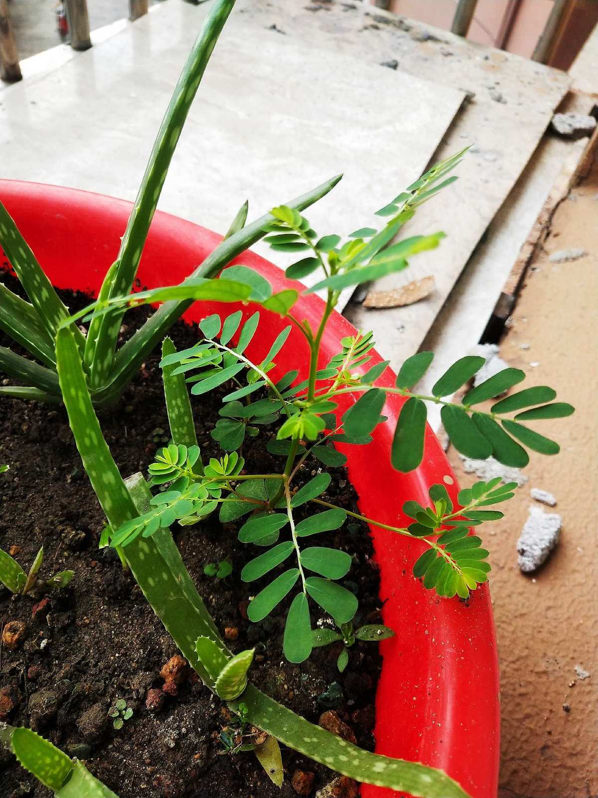 鲜花盛开，含羞草实验室等你来