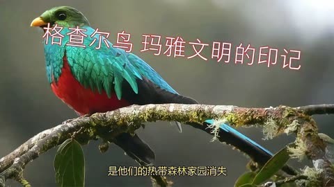 心灵魅影：玛雅乐园的漫步之旅