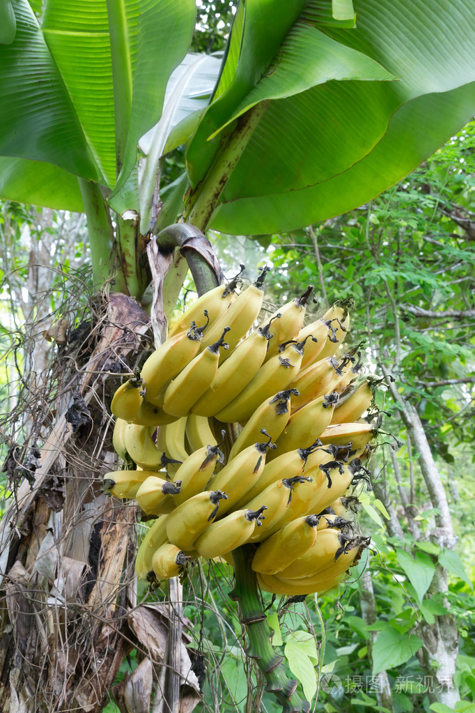 饥荒香蕉种植_香蕉饥荒树种怎么种_饥荒香蕉树怎么种