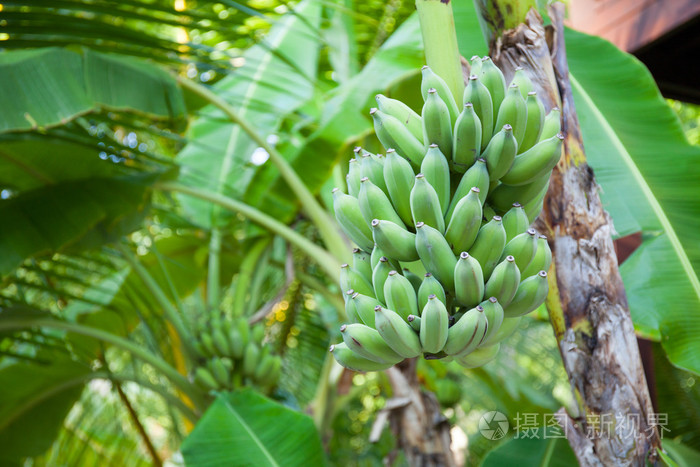 饥荒香蕉树怎么种_饥荒香蕉种植_香蕉饥荒树种怎么种