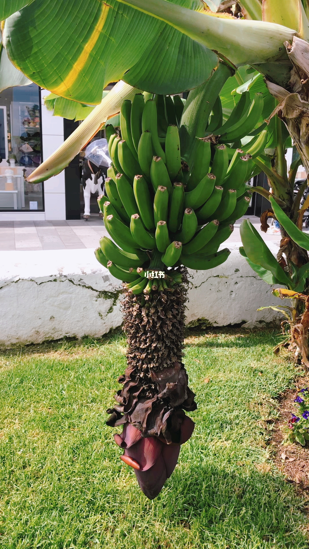 香蕉饥荒树种怎么种_饥荒香蕉种植_饥荒香蕉树怎么种
