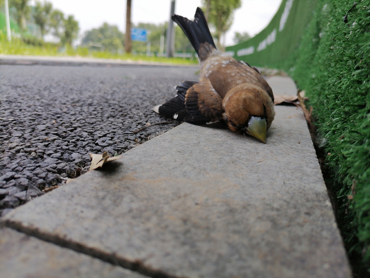 死亡之鸟_鸟死亡原因有哪几种_鸟死亡的前兆