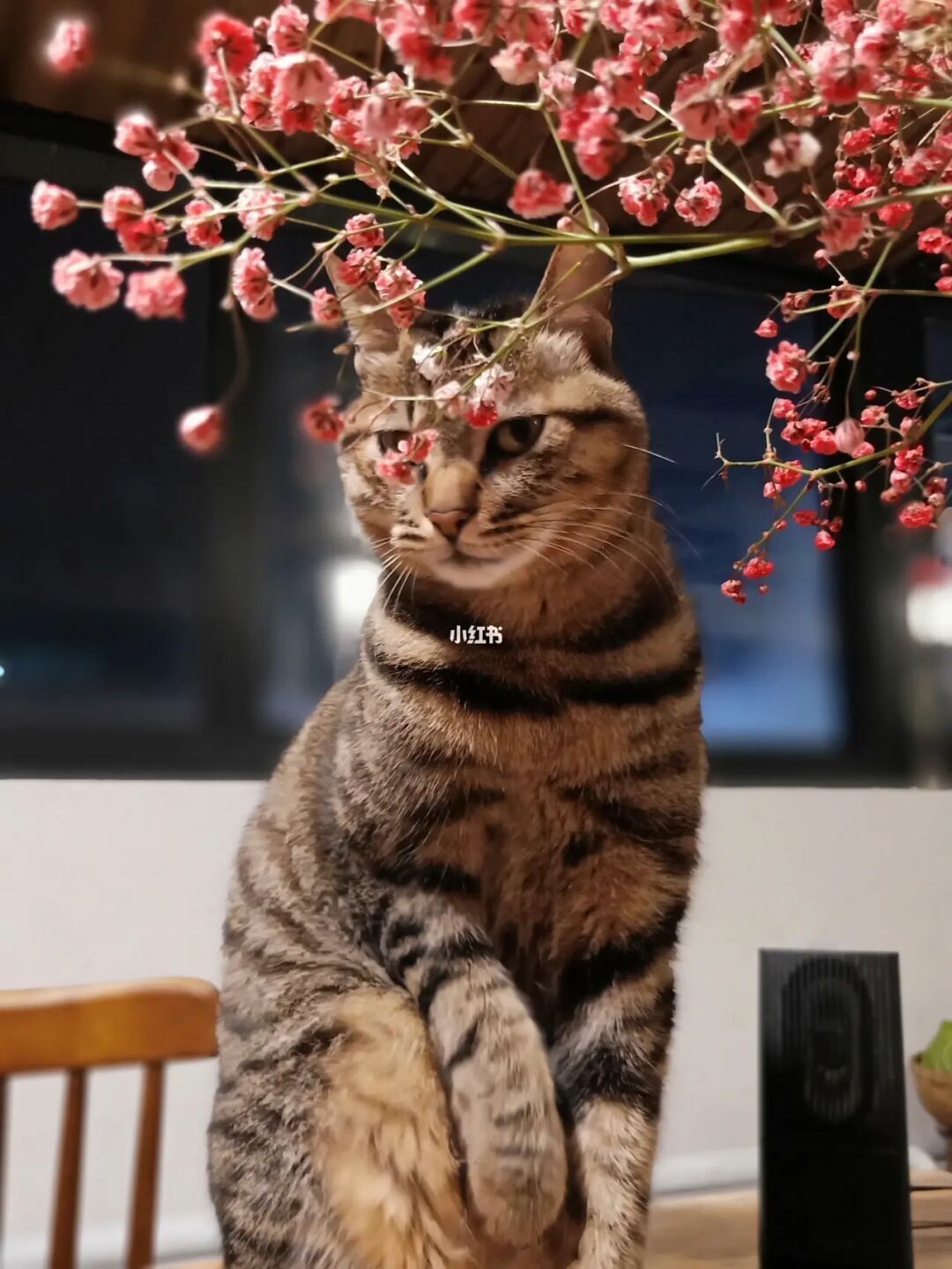 桃屋猫三国：奇幻盛开，传奇世界-677手游网