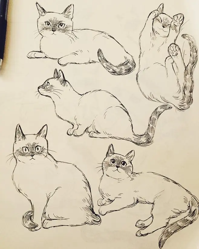 猫咪画法大揭秘，绝妙一笔勾勒惊艳创意