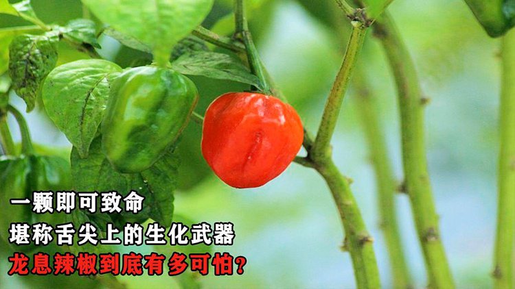 非致命武器_致命武器小说_致命武器李连杰电影