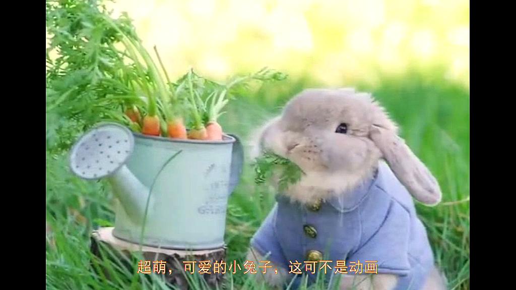 白兔视频第三届滨海国际（微）电影节，惊艳参赛影片