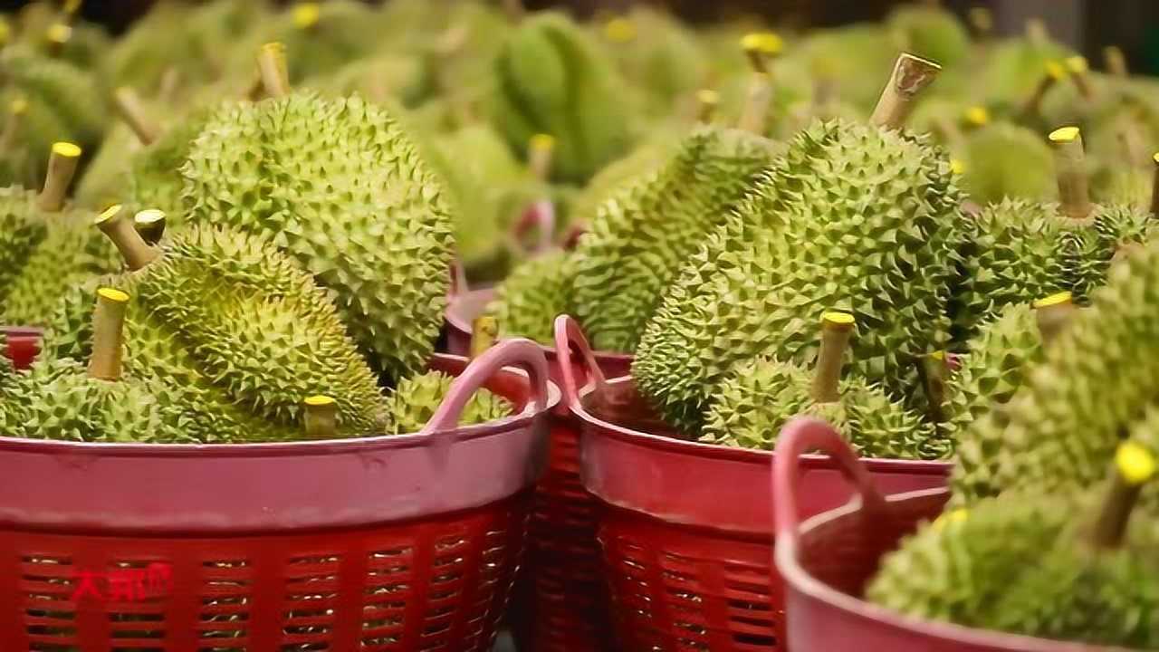 榴莲千层蛋糕的做法视频_榴莲壳煲鸡汤视频_榴莲视频a