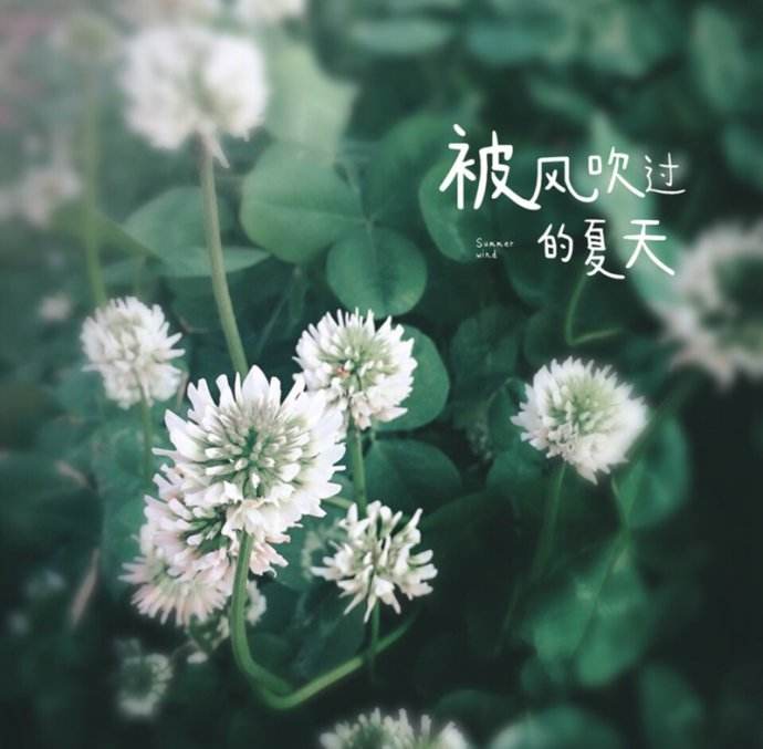 风吹过你来过我爱过是什么歌_风吹过你来过我爱过是什么歌_风吹过你来过我爱过是什么歌