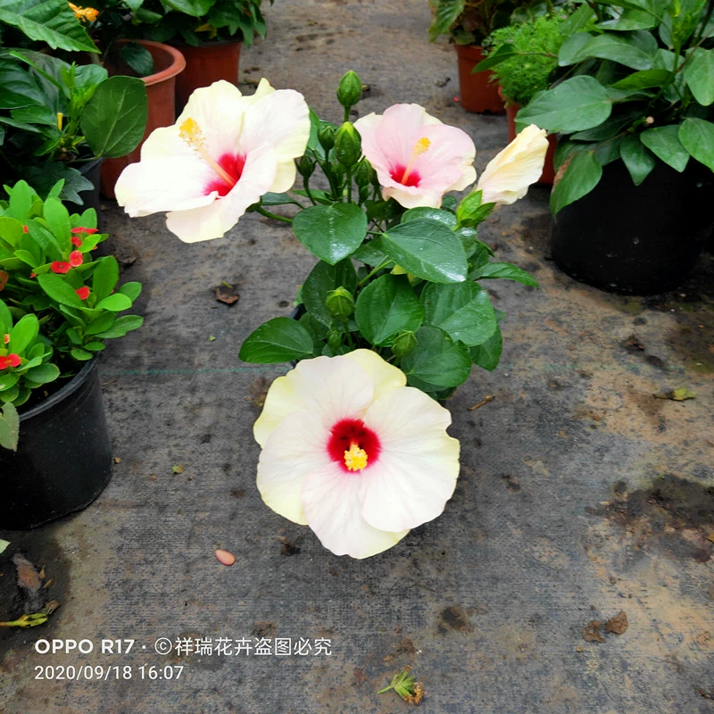 芙罗拉宝石宠物_芙罗拉_芙罗拉凌波梦