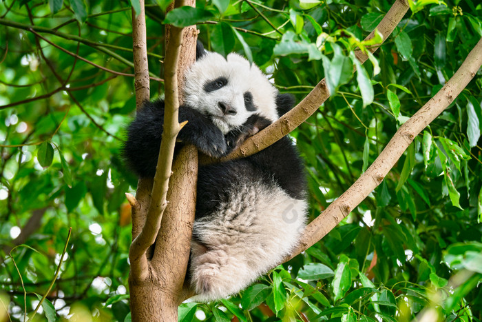 手机熊猫爬树游戏_熊猫爬树手机游戏怎么玩_熊猫爬树躲虫子的游戏