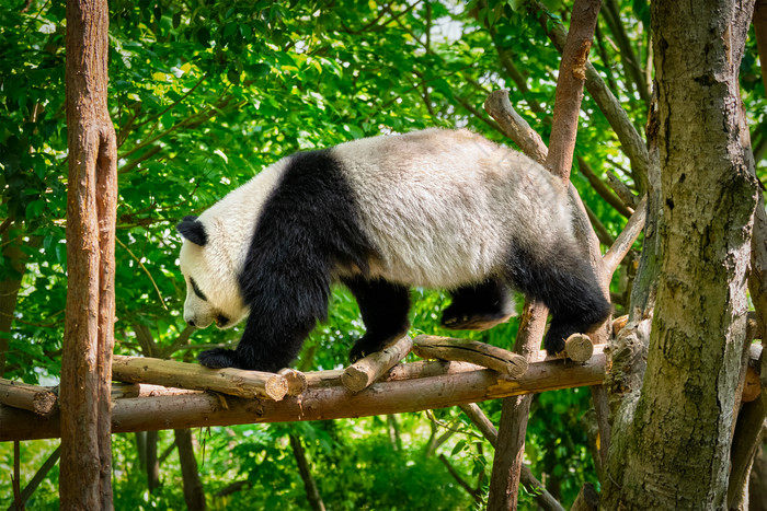 熊猫爬树躲虫子的游戏_手机熊猫爬树游戏_熊猫爬树手机游戏怎么玩