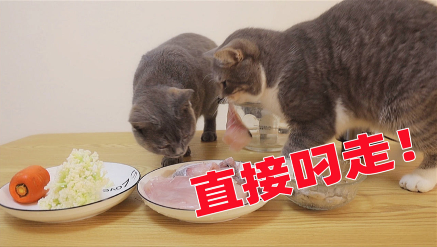 今年春节怎么放假-春节特别的顽皮猫咪