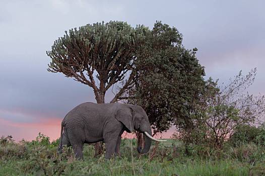 坦桑尼亚过圣诞节吗-坦桑尼亚圣诞游记：热情大象与神秘火山口