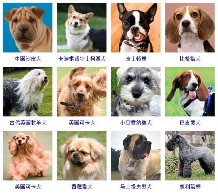 识别狗狗品种软件-99%准确！轻松识别狗狗品种，成为朋友圈宠