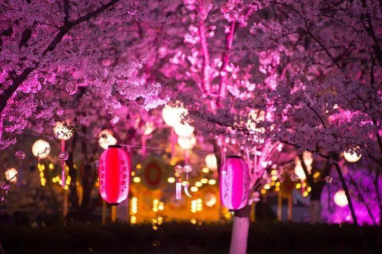 樱坂之春：樱花盛景、文化魅力、美食体验