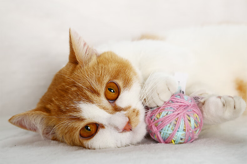 猫灵揭秘：为什么猫喜欢玩线球和睡在阳光下？