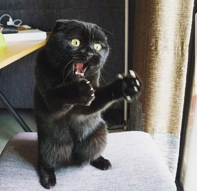手机养猫的游戏-手机养猫游戏：都市生活中的特别慰藉，虚拟世界