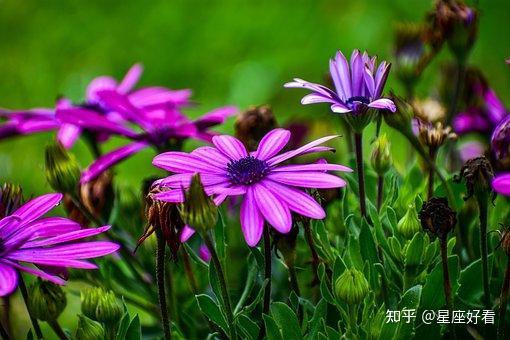 芽礼品茶_依礼芽_芽礼北园艺