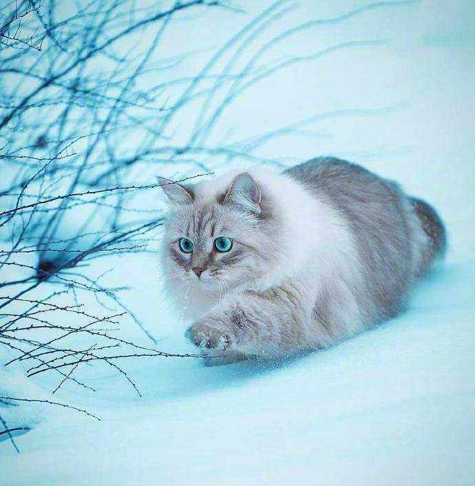 假如历史是只喵!-假如历史是只顽皮的小猫，那会是怎样的场景？