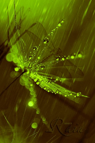 雨季梅花_雨季梅里雪山_梅雨季