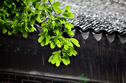 雨季梅里雪山_梅雨季_雨季梅花