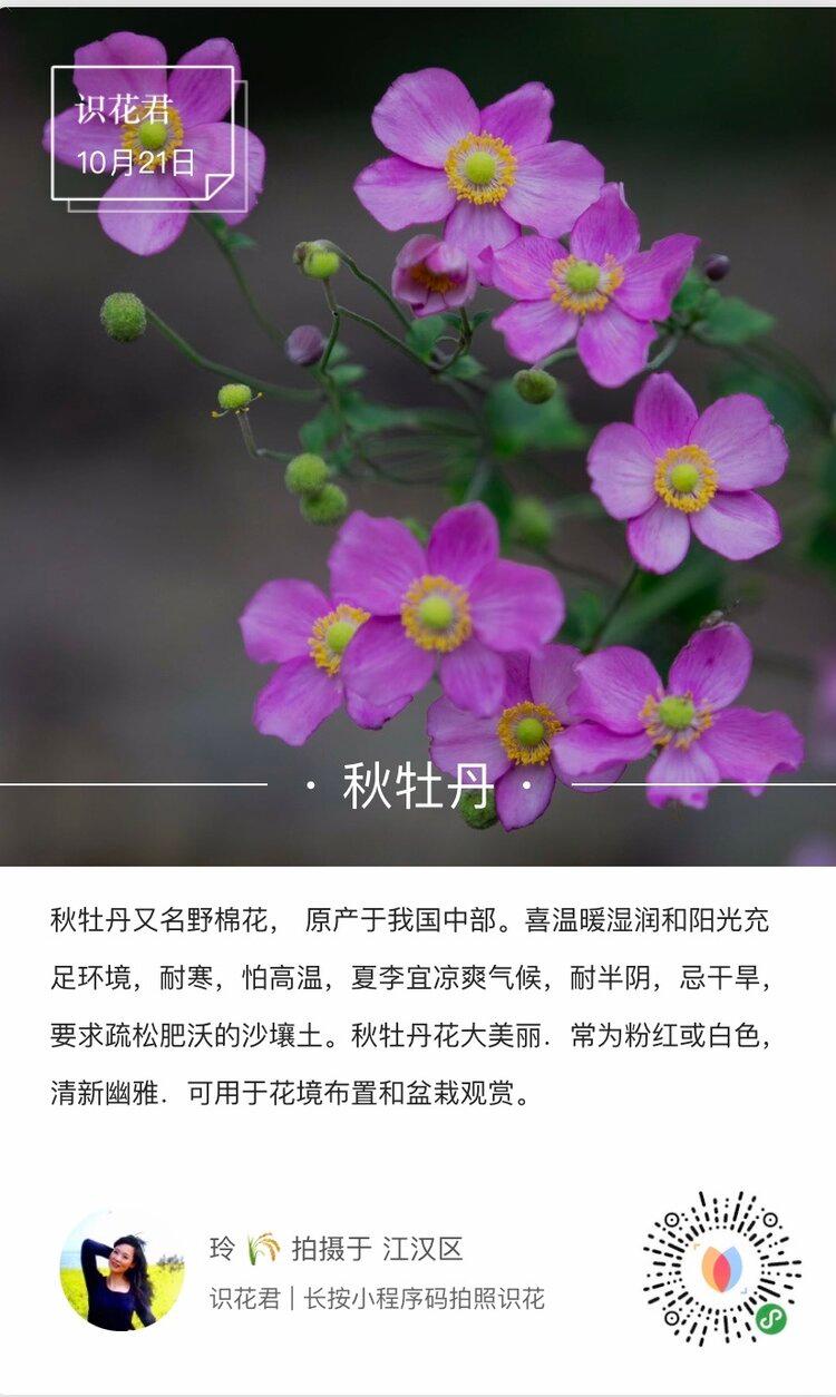 识花君扫一扫_识花君扫一扫识别植物玉兰花_识花君准不准