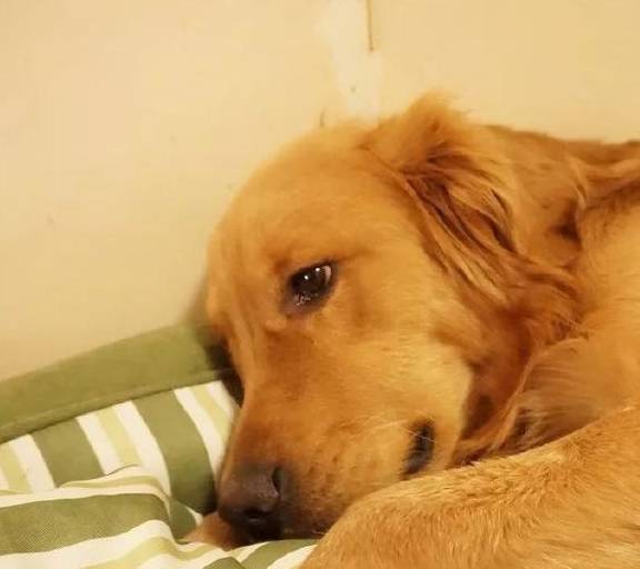 柴犬子_柴犬子_柴犬子