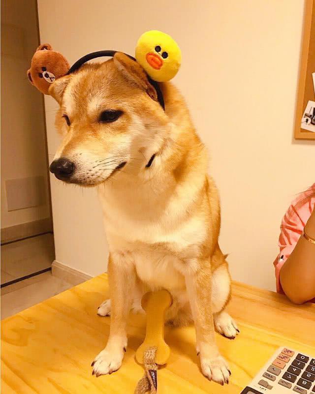 柴犬子_柴犬子_柴犬子