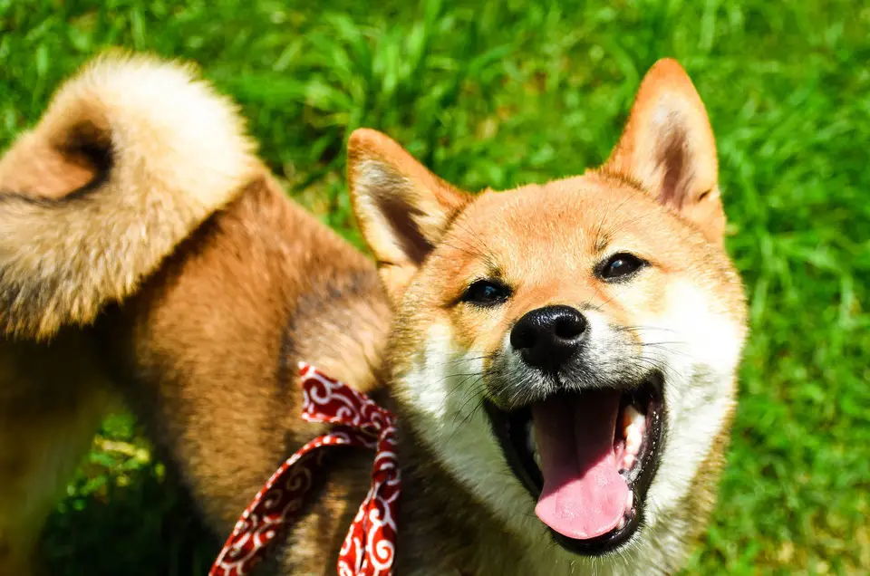 柴犬子_柴犬子_柴犬子