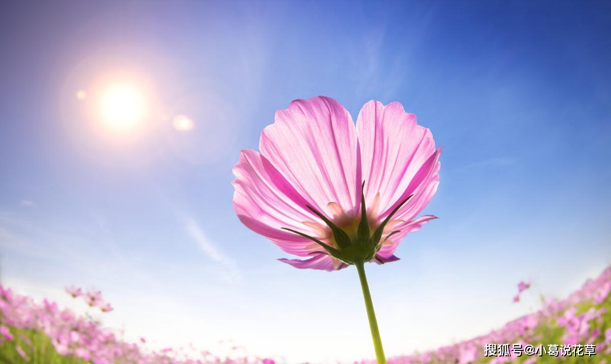 佩姬古根海姆_佩姬卡特_佩姬