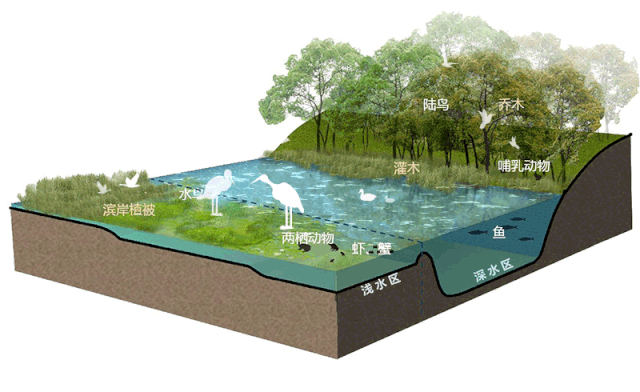 地球三大生态系统：森林、草原与海洋的现状与危机