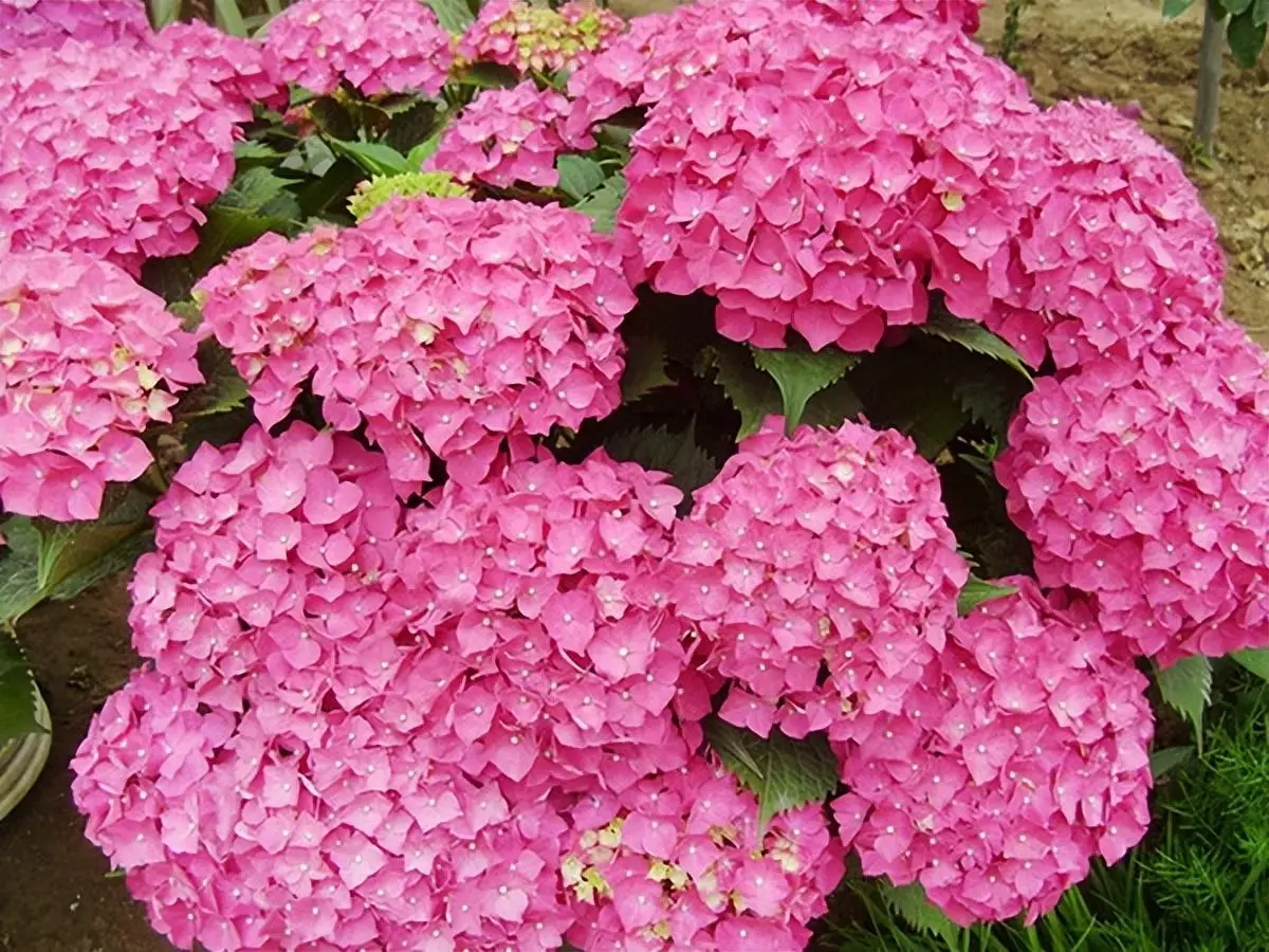 花球手机游戏推荐_手机游戏花球_花球可以怎么玩