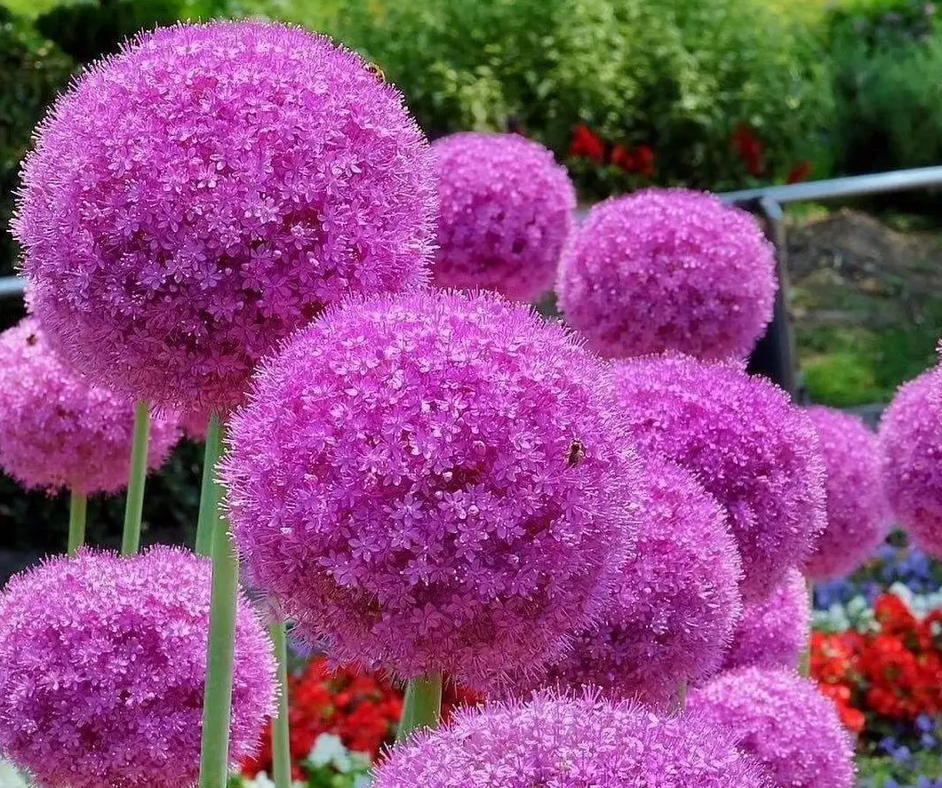 手机游戏花球_花球手机游戏推荐_花球可以怎么玩