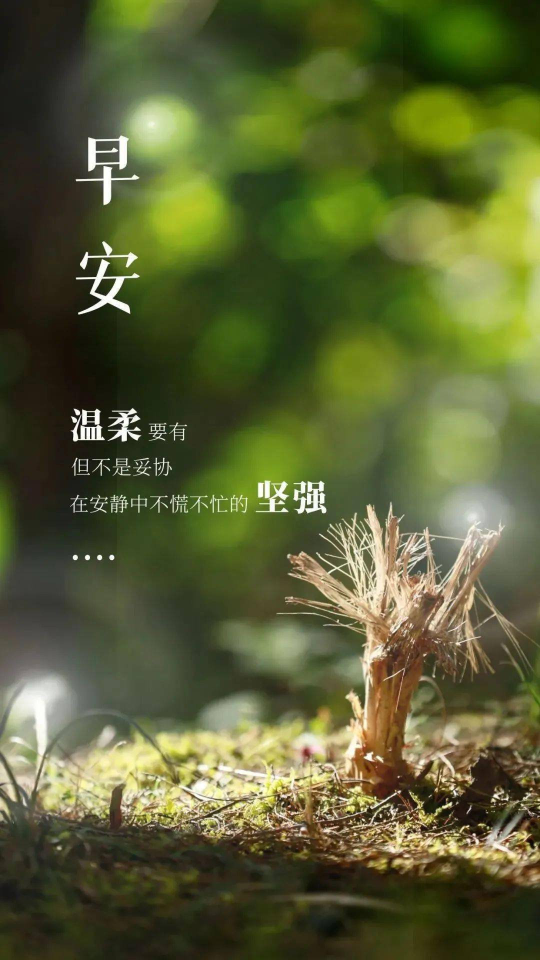 晨曦时梦见兮：感受无法言喻的美好，追寻内心的宁静与希望