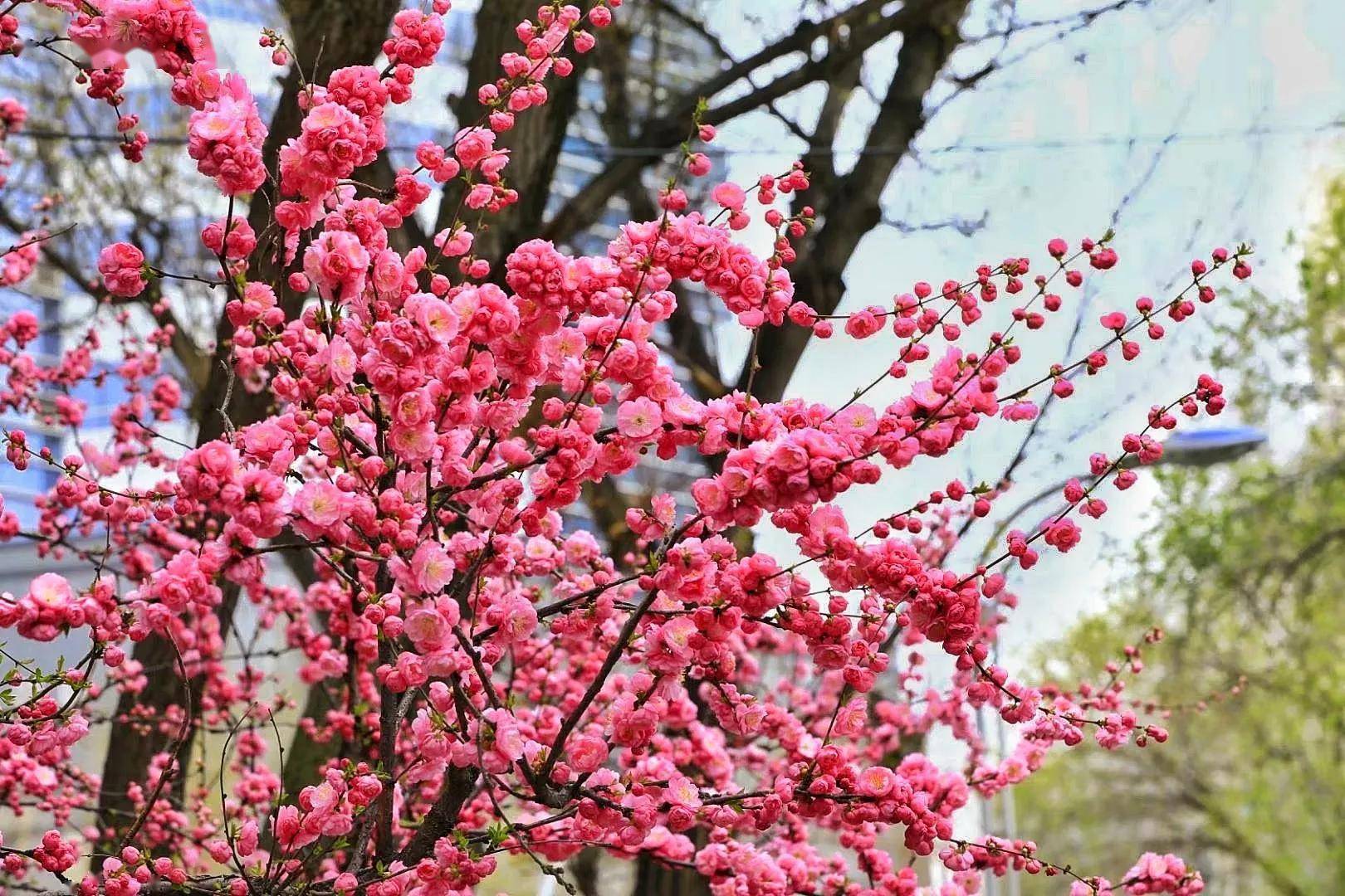 在春意盎然中聆听花音，感受大自然的魔力与美好